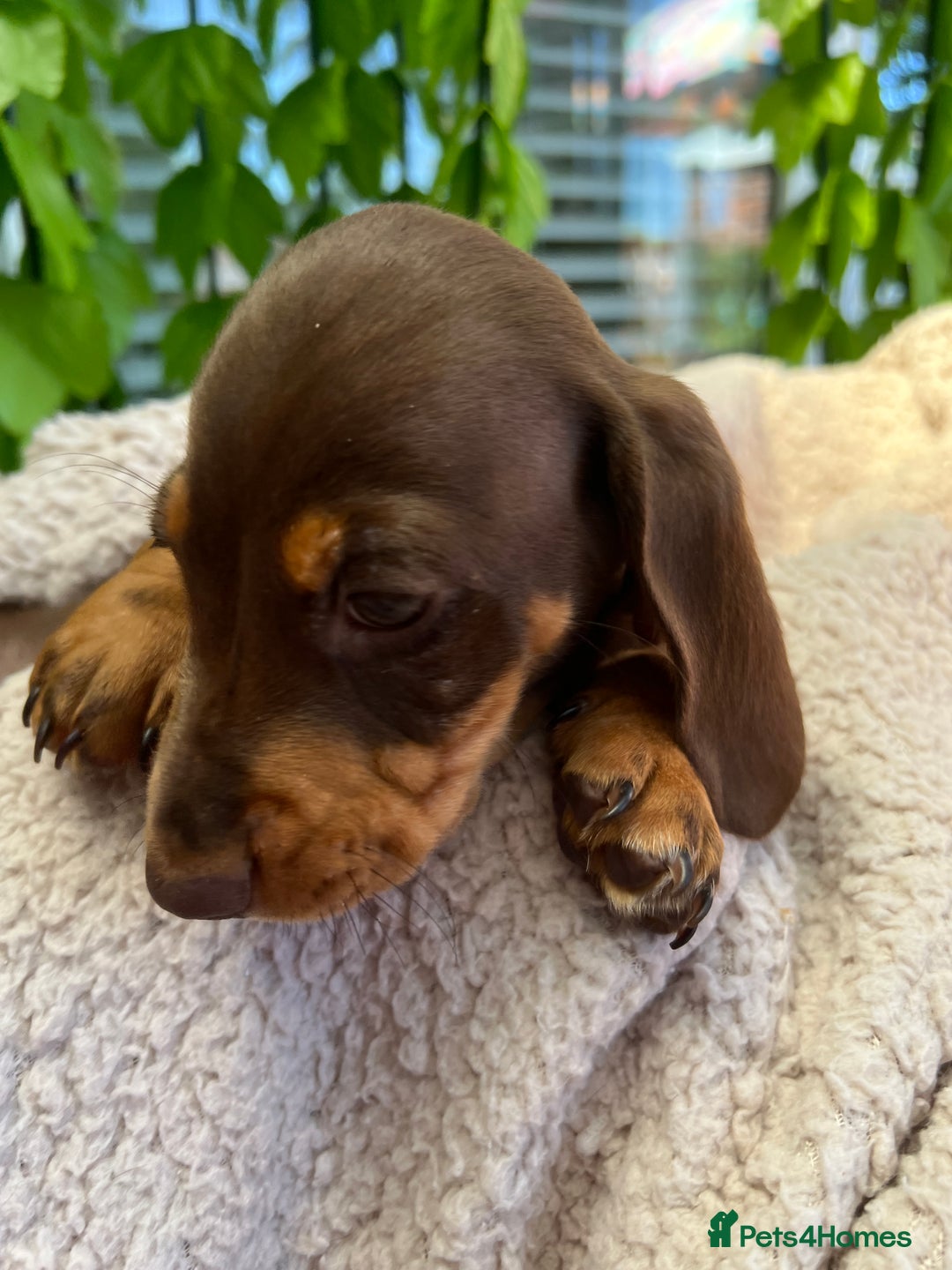 Dachshund dogs for sale: Miniature Dachshund Puppies  in Hull - Image 16
