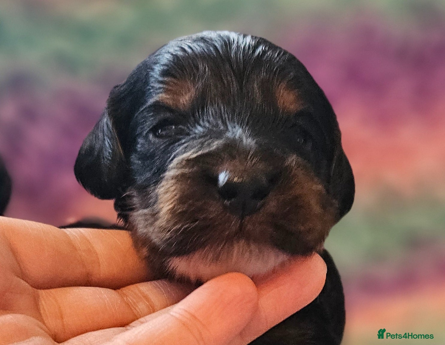 Cockapoo dogs for sale: Licensed insured breeder! Show cockapoo boys only  - Advert 1