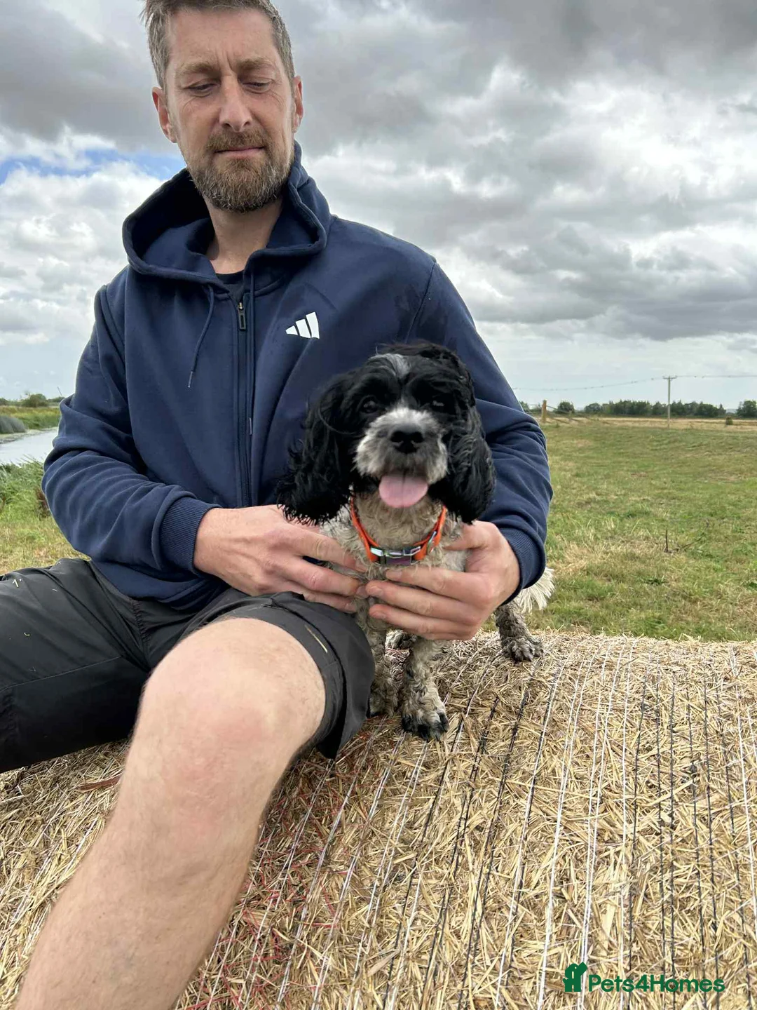 Mixed Breed dogs for sale: F1b Cocker Tzu Puppies - Advert 10