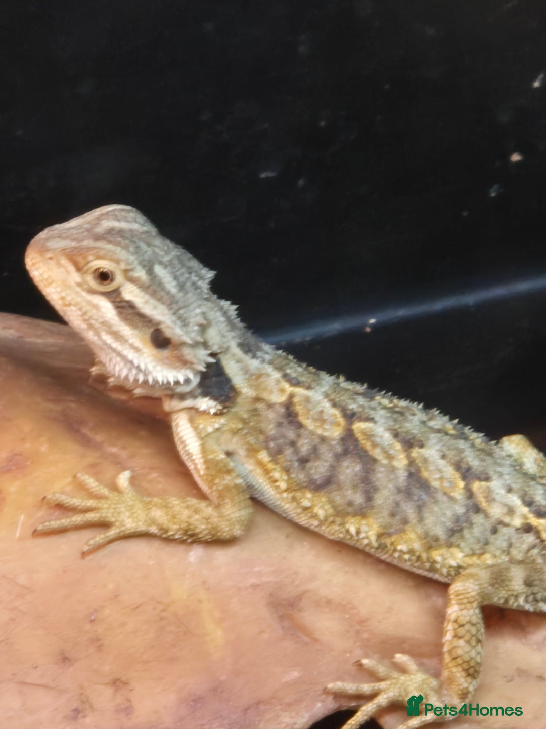 Bearded Dragon reptiles for sale: Baby Bearded dragons ready now  - Image 13