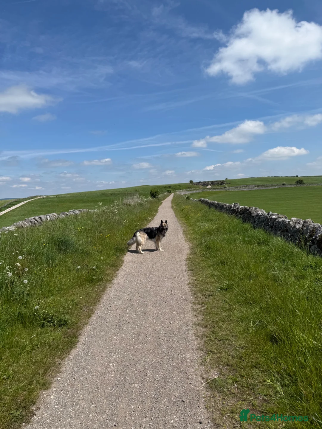 German Shepherd dogs for sale: Xena  - Advert 2