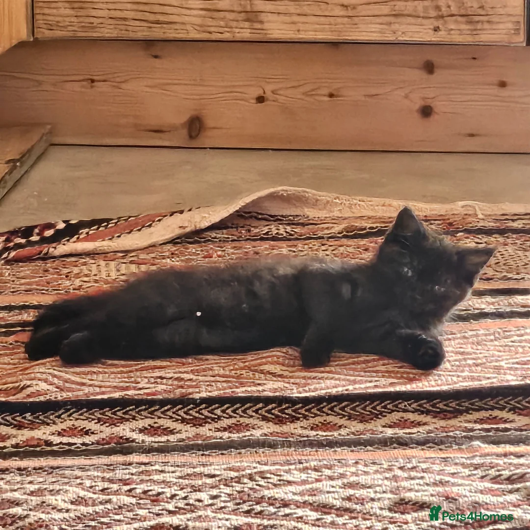 Persian cats for sale: Persian x kittens £250 - Advert 1