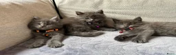 Maine Coon cats for sale: Maine Coon Kittens 1 Male 2 Females  - Advert 8