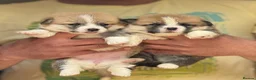 Welsh Corgi Pembroke dogs for sale: Champion Sired Corgi Pembroke puppies available  - Advert 11