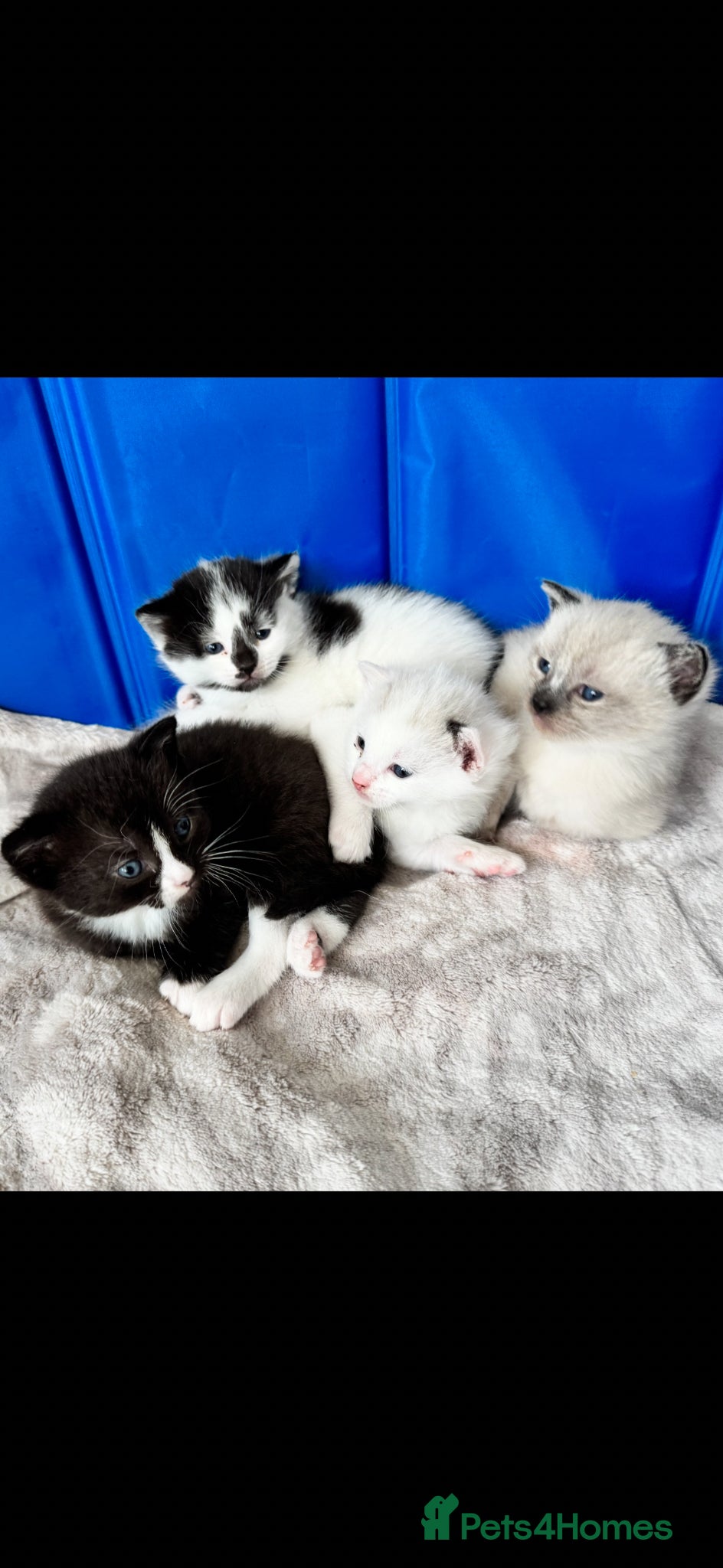 Siamese cats Siamese stunners  - Advert 2