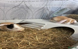 Mixed Breed rabbits for sale: 2 Female Rabbits for sale- Honey and Bunny - Advert 1