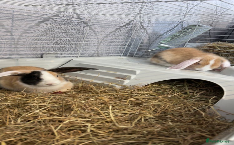 Mixed Breed rabbits 2 Female Rabbits for sale- Honey and Bunny - Advert 1