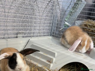Mixed Breed rabbits for sale: 2 Female Rabbits for sale- Honey and Bunny - Advert 1