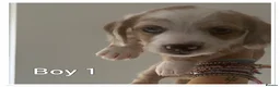 Mixed Breed dogs for sale: Beautiful pups for sale  - Advert 7