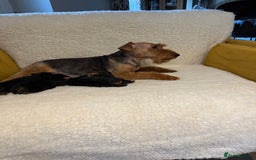 Welsh Terrier dogs for sale: Top Welsh terrier puppies  - Image 6