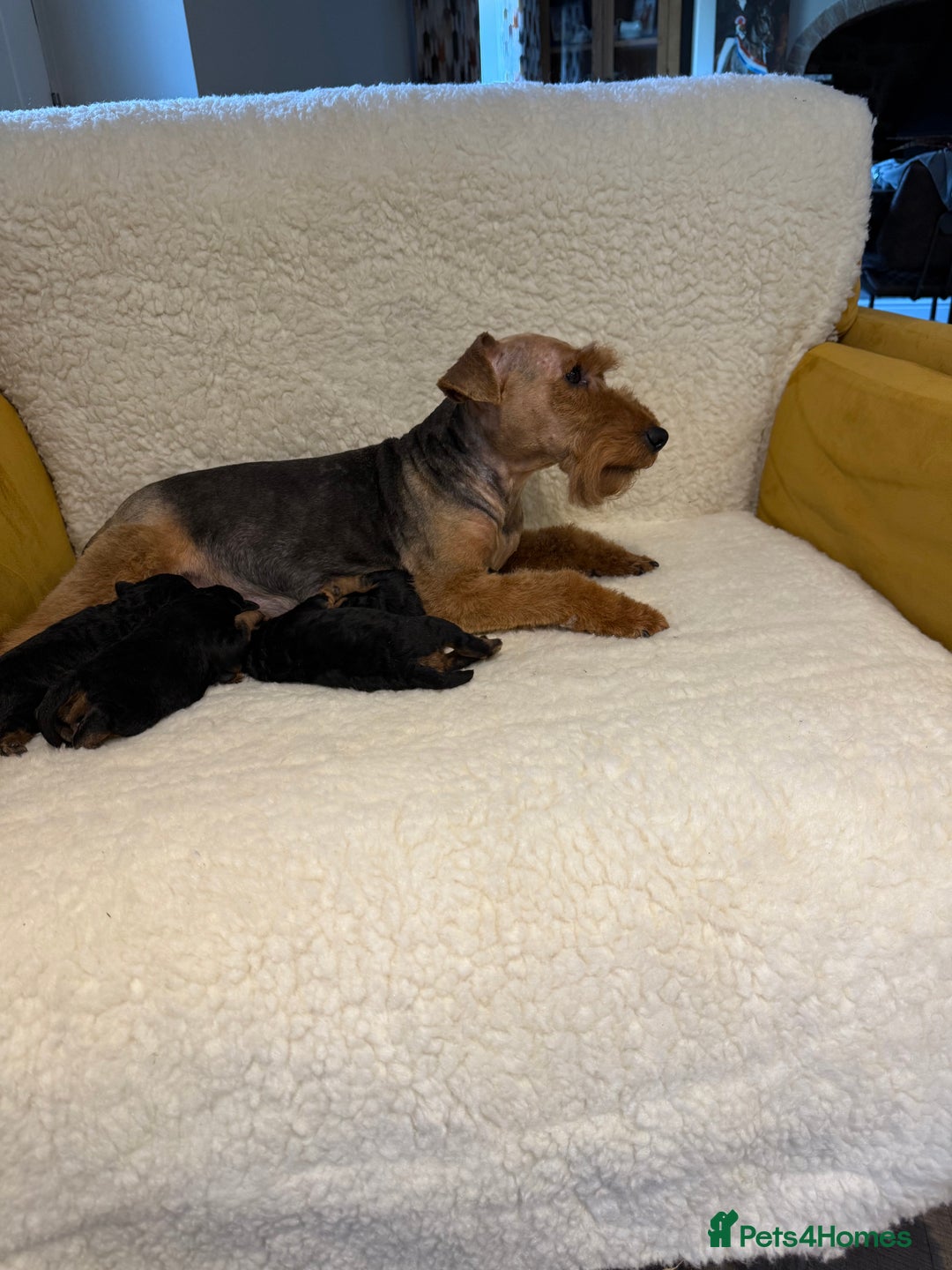 Welsh Terrier dogs for sale: Top Welsh terrier puppies  - Image 6