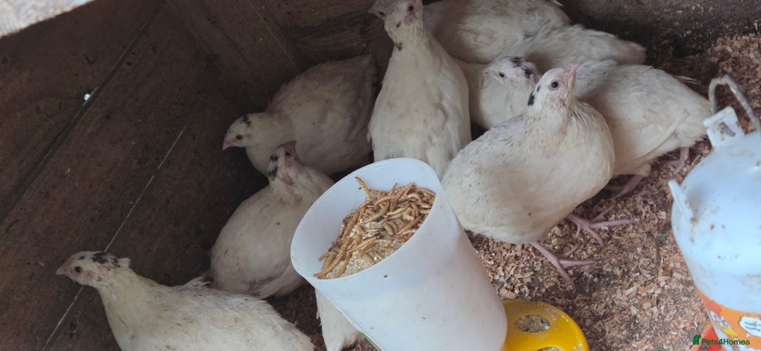 Quail poultry for sale: White jumbo quail - Image 3