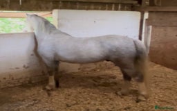 Welsh Section A horses for sale: Super pony ready for new family  - Image 2