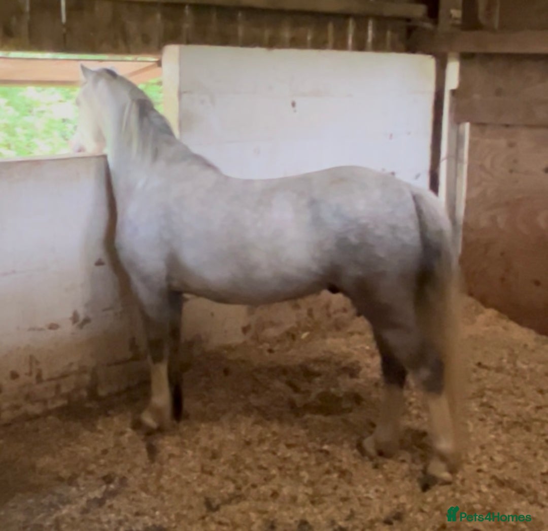 Welsh Section A horses for sale: Super pony ready for new family  - Image 2