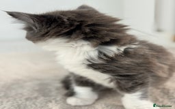 Ragdoll cats for sale: RAGDOLL MIX KITTENS FOR SALE - Image 15