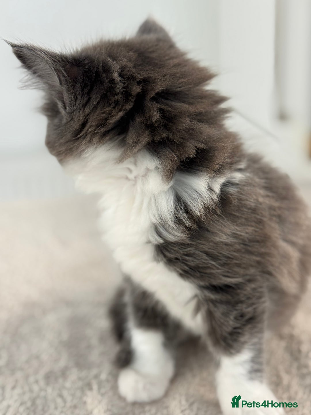 Ragdoll cats for sale: RAGDOLL MIX KITTENS FOR SALE - Image 15