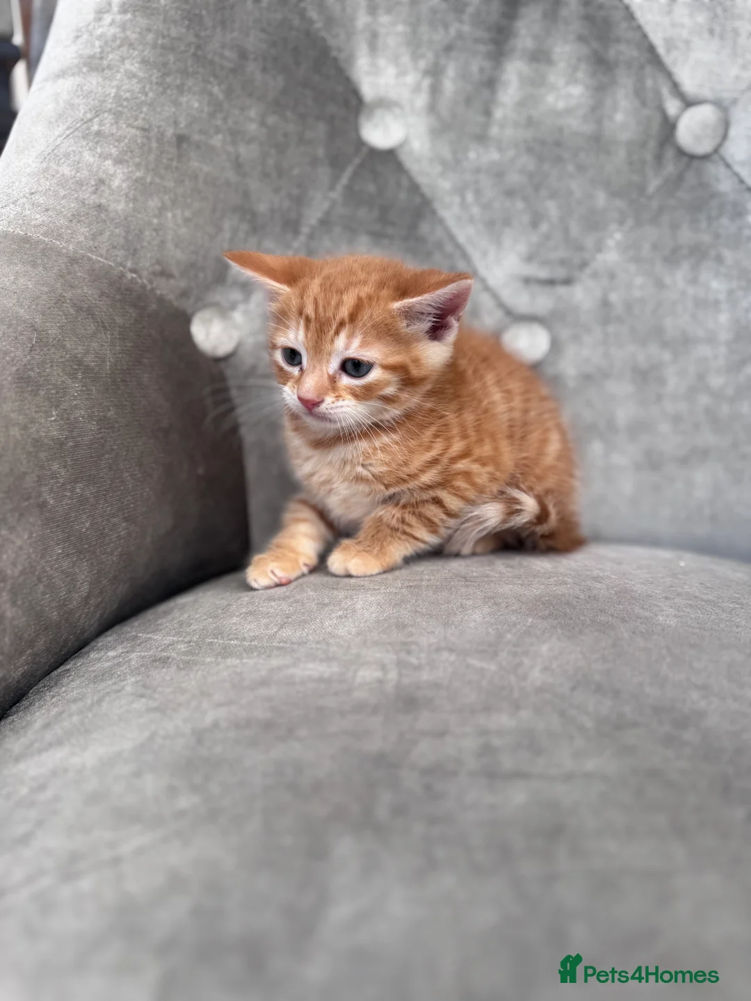 Mixed Breed cats for sale: Lovely kittens  - Advert 2