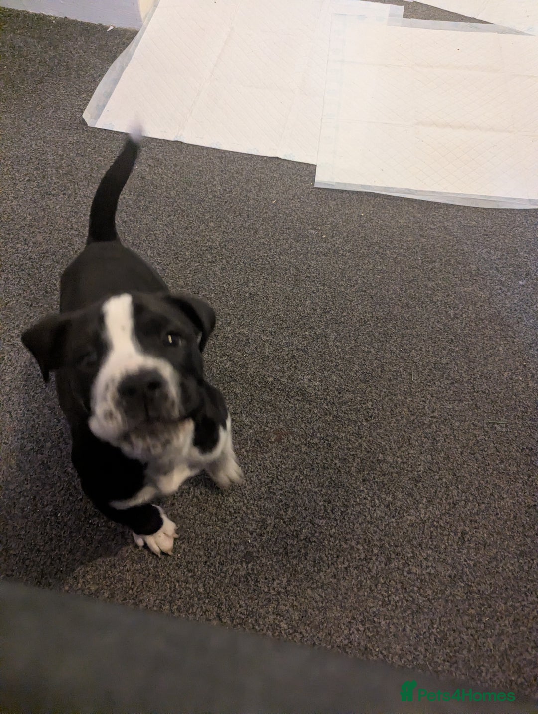 Mixed Breed dogs for sale: This is knuckles  - Advert 3