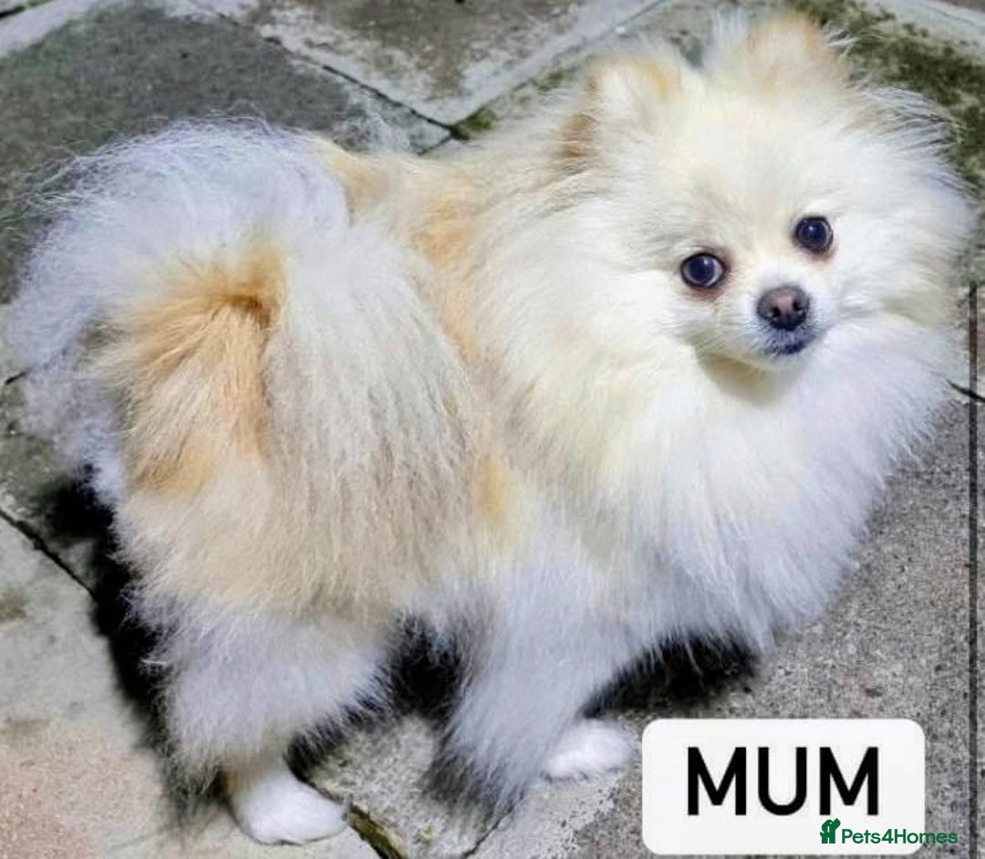 Pomeranian dogs for sale: POMERANION TINY Boy & Girl. Ready Now - Advert 8