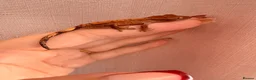 Gecko reptiles for sale: Crested Gecko Babies - Advert 3
