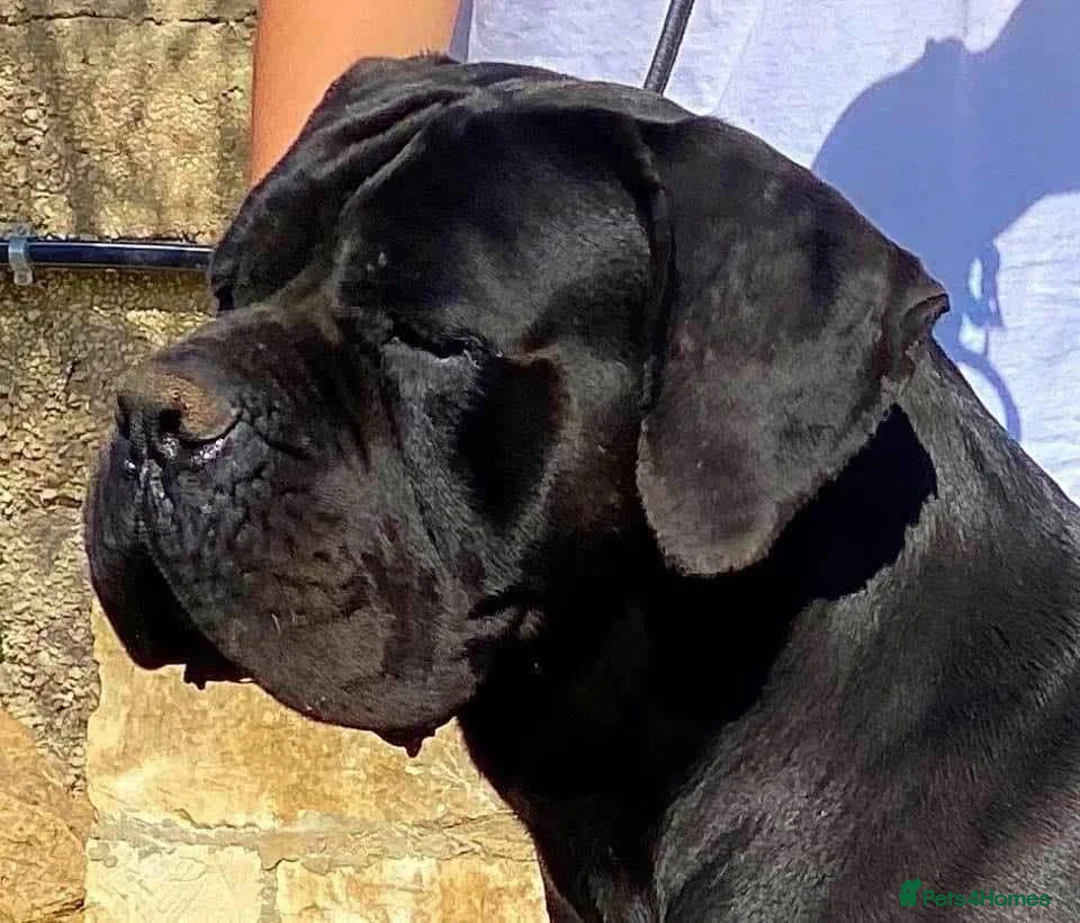 Cane Corso dogs for stud: Pure ICCF and FCI registered champion bloodline  in Isleworth - Advert 4
