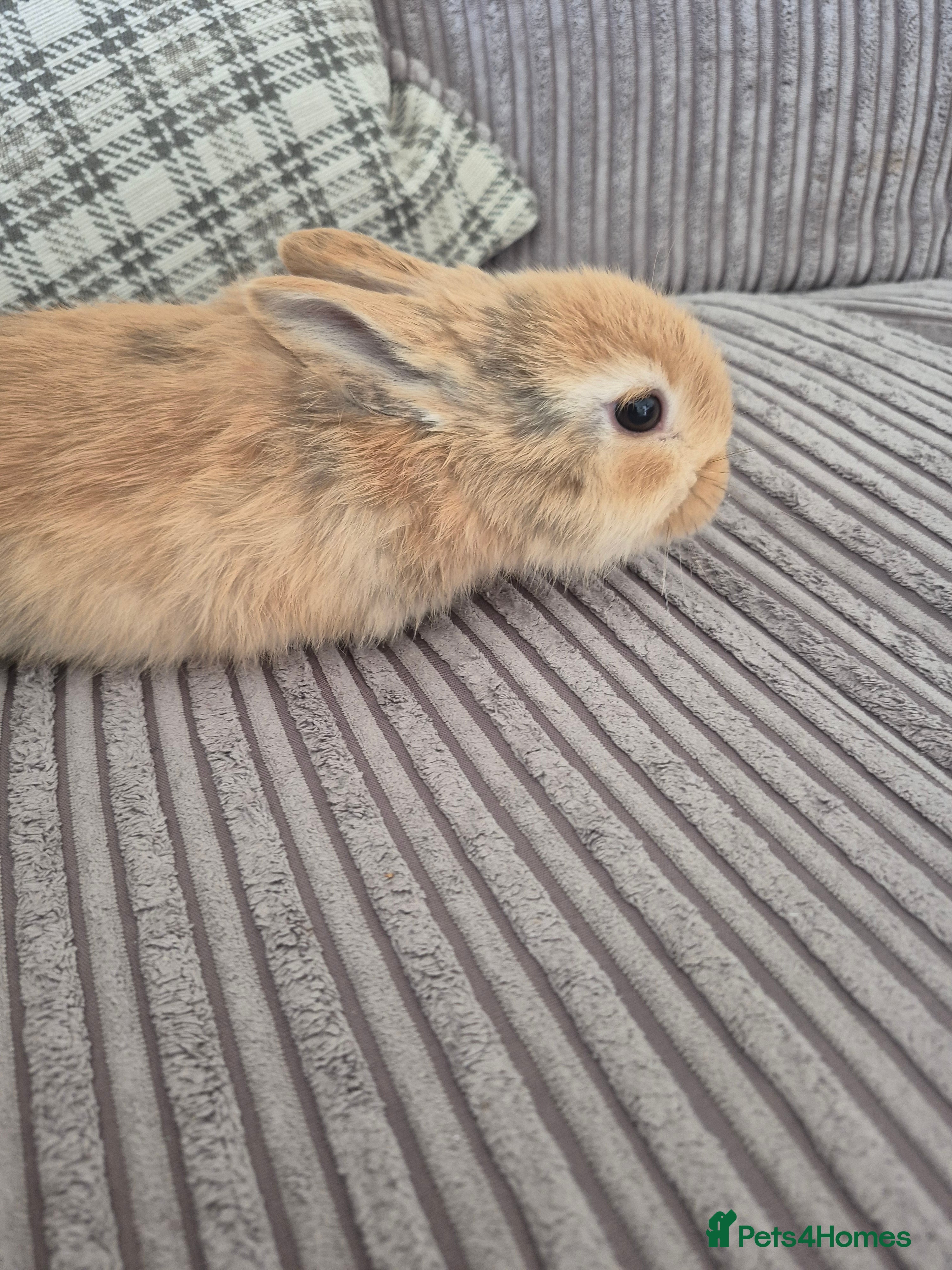 Mixed Breed rabbits Baby rabbits for sale  - Advert 2