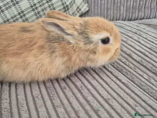 Mixed Breed rabbits Baby rabbits for sale - Advert 2