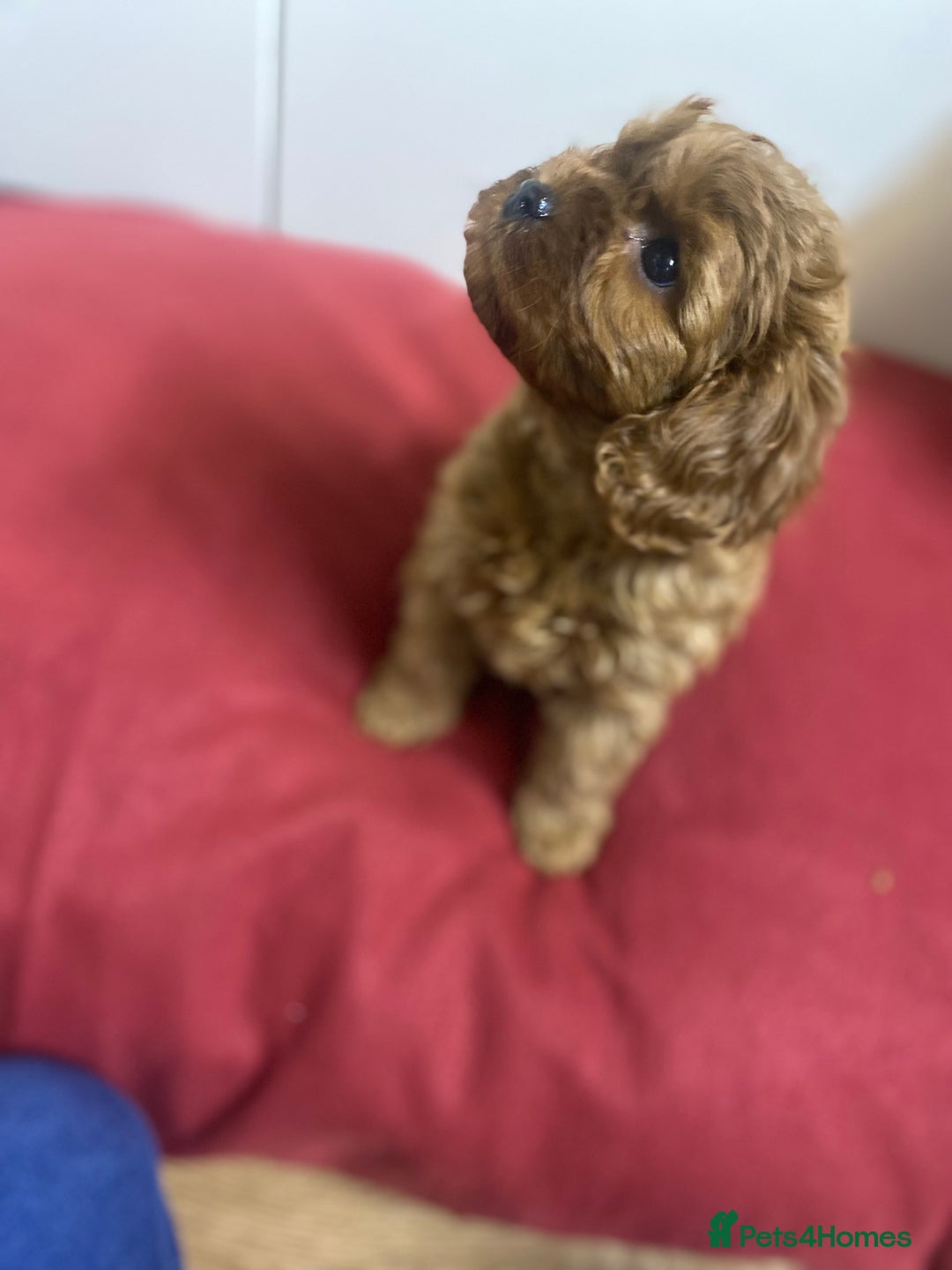 Cavapoo dogs for sale: Cavapoo for sale - Advert 5