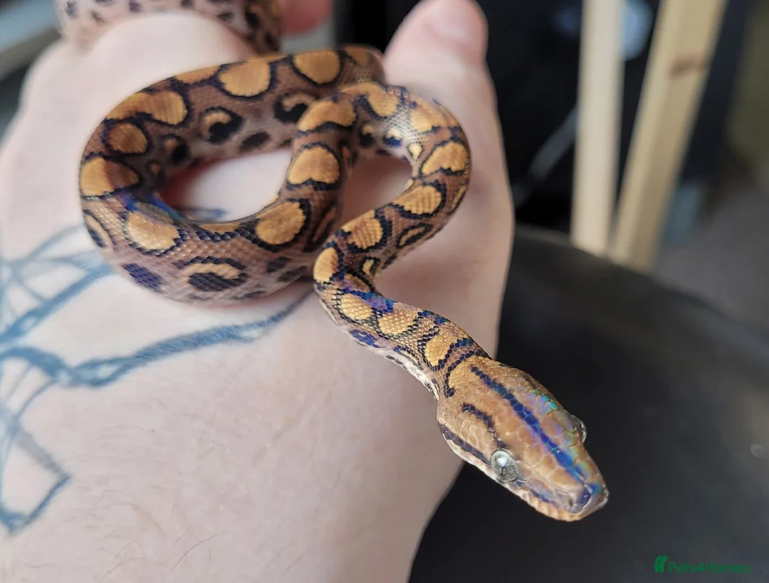 Corn Snake reptiles for sale: 4 x Snakes & Full Setups  - Advert 6