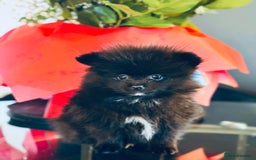 Pomeranian dogs for sale: Micro Pomeranian Puppies For Sale  - Image 2