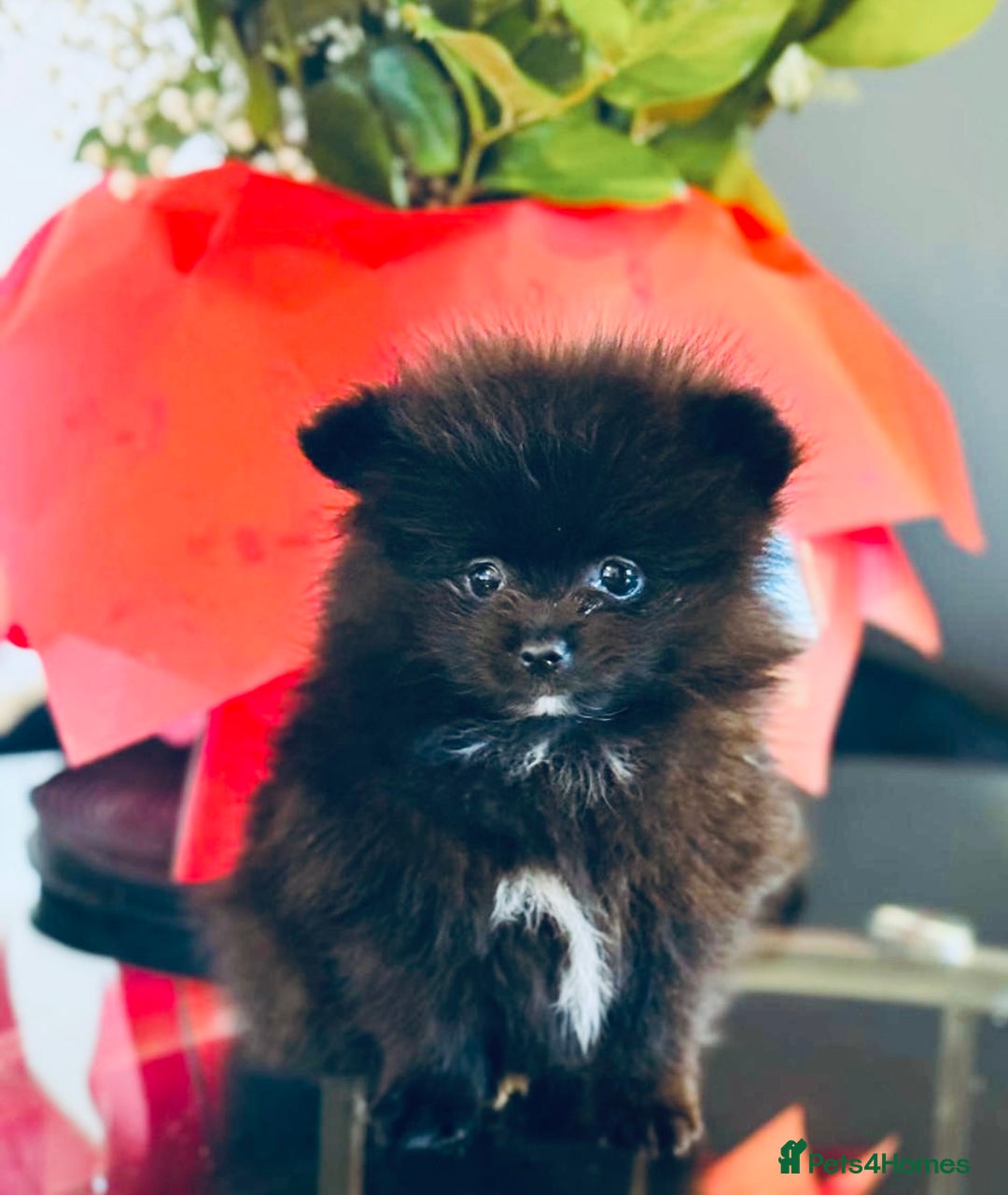 Pomeranian dogs for sale: Micro Pomeranian Puppies For Sale  - Image 2