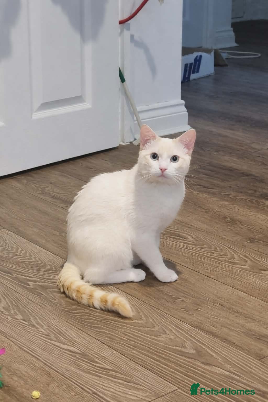 Siamese cats Flame point siamese boy - Advert 4