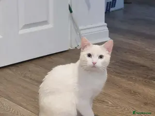 Siamese cats Flame point siamese boy - Advert 2