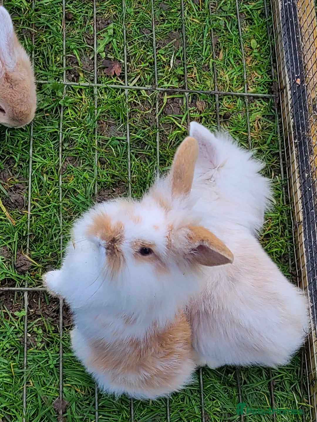 Mini Lion Lop rabbits for sale: Baby rabbits ready now males left - Advert 14