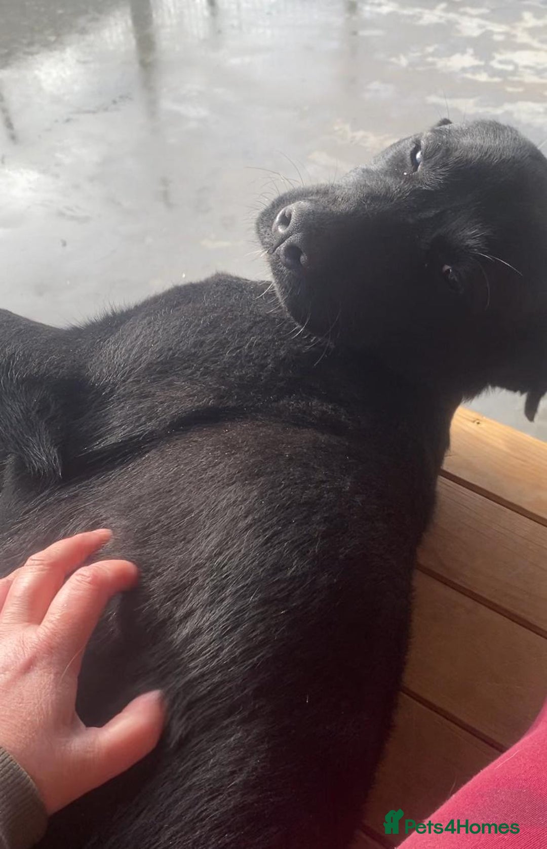 Mixed Breed dogs for adoption: Nyx, 1 yr old approx. Available for adoption. - Advert 6