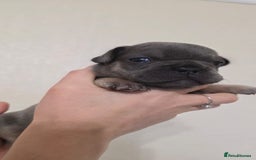 French Bulldog dogs for sale: Beautiful litter of French Bulldogs - Advert 23