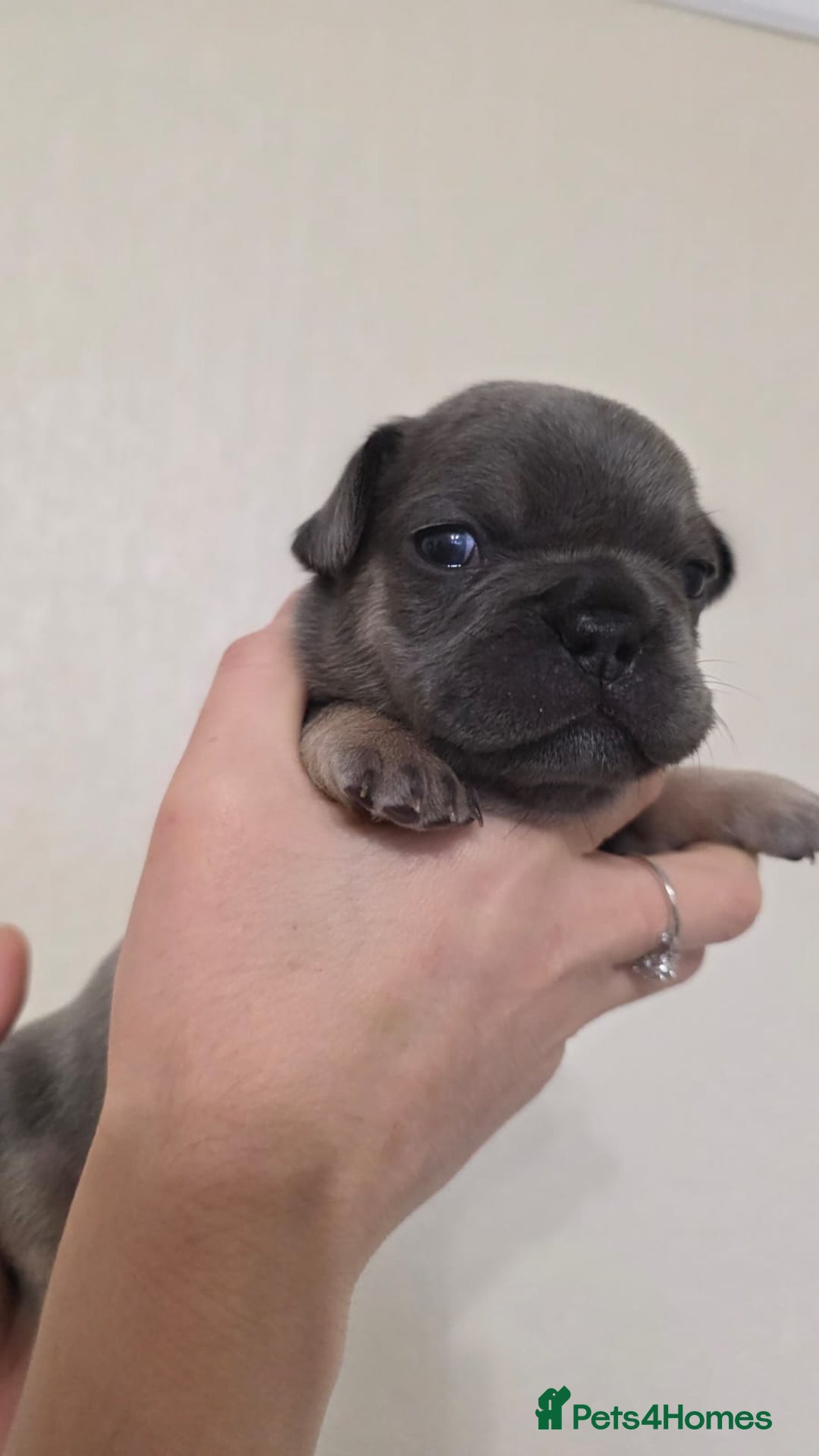 French Bulldog dogs for sale: Beautiful litter of French Bulldogs - Advert 23
