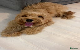 Cockapoo dogs for sale: Cockapoo Puppy – Loving Home Needed 🐶❤️ - Image 2