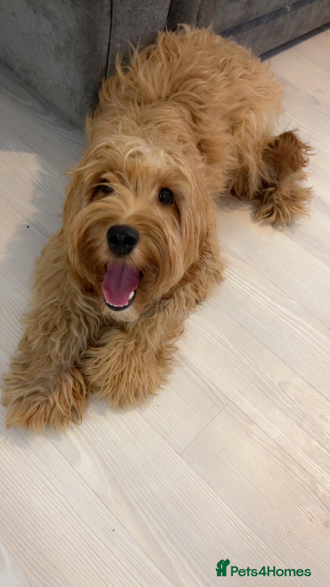 Cockapoo dogs for sale: Cockapoo Puppy – Loving Home Needed 🐶❤️ - Image 2