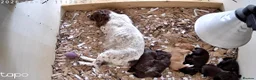 Sprocker dogs for sale: Sprocker boy  - Advert 2