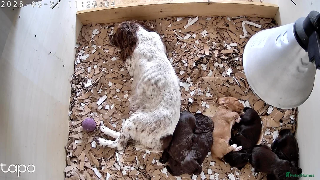 Sprocker dogs for sale: Sprocker boy  - Advert 2