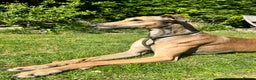 Lurcher dogs for sale: Stunning lurcher puppy’s  - Advert 8