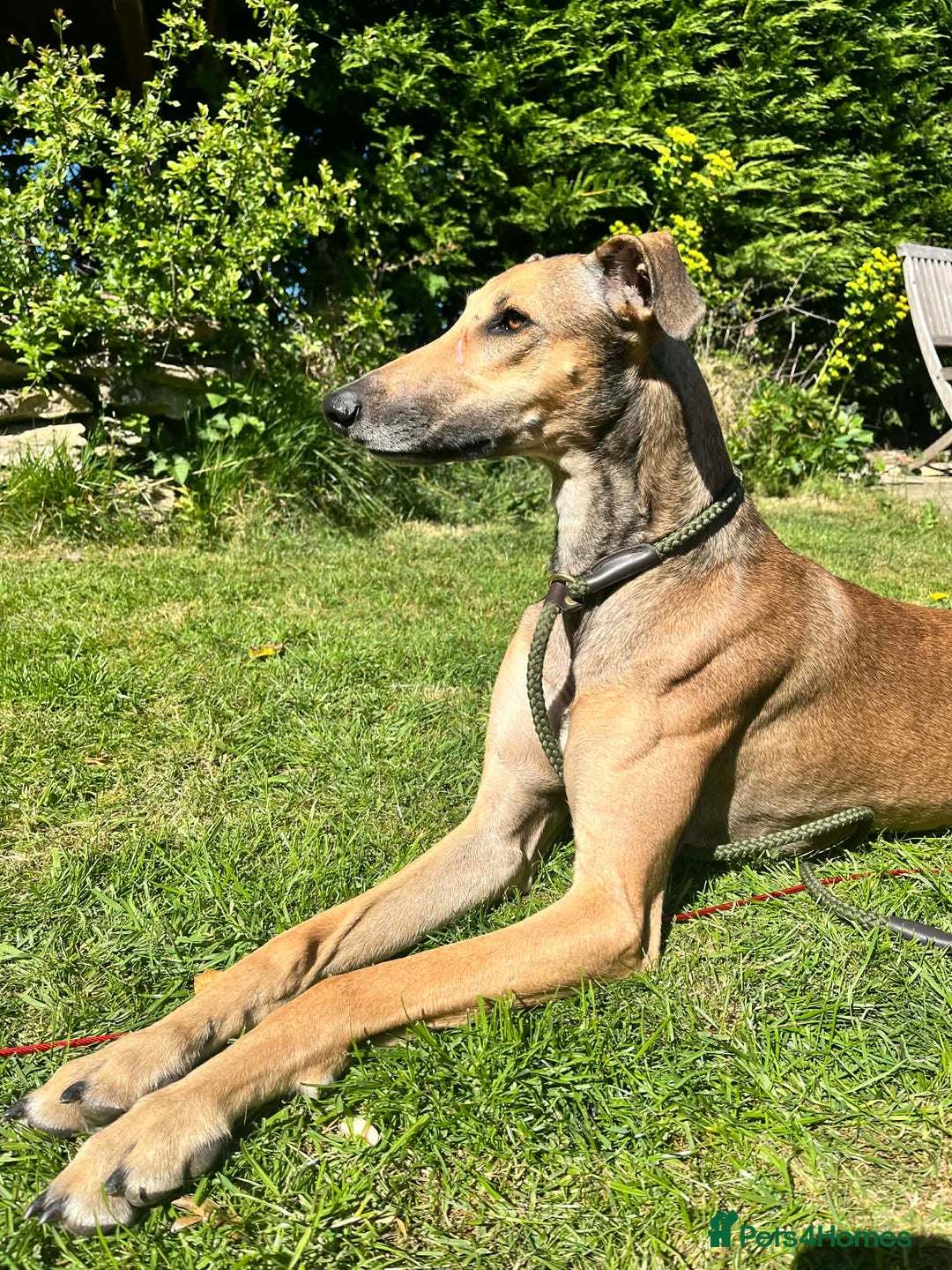 Lurcher dogs for sale: Stunning lurcher puppy’s  - Advert 8