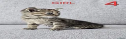 Mixed Breed cats for sale: Adorable kittens - Advert 11