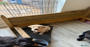 Labrador Retriever dogs - Advert 4
