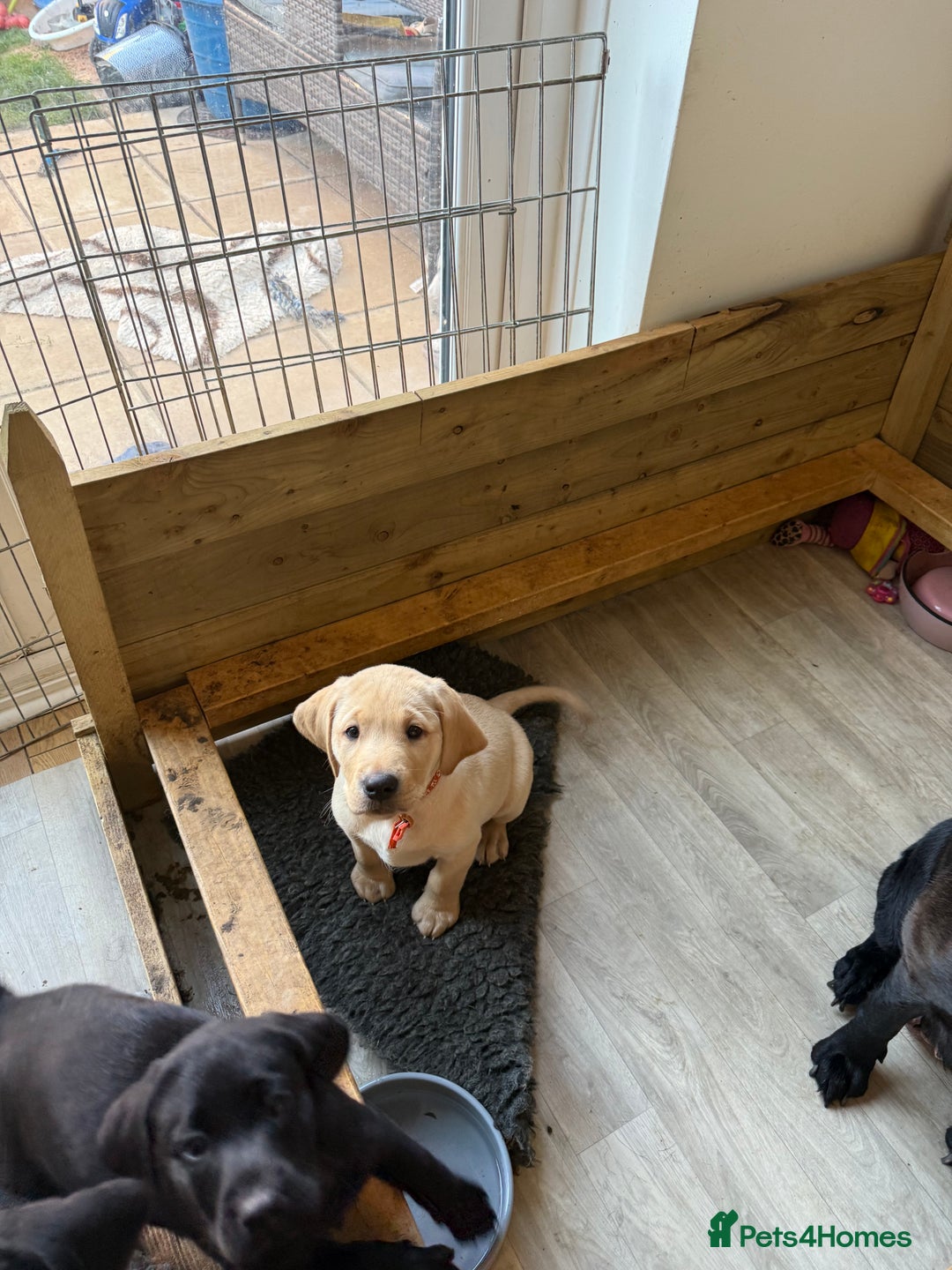 Labrador Retriever dogs for sale: 1 black boy left! ready to leave! Perfect labs! - Image 3