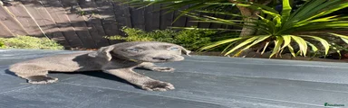 charcoal girl yellow collar