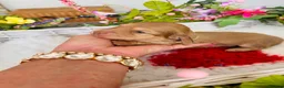Miniature Dachshund dogs for sale: Chocolate, Cream &  Brindle - 5 star Breeder  - Advert 10