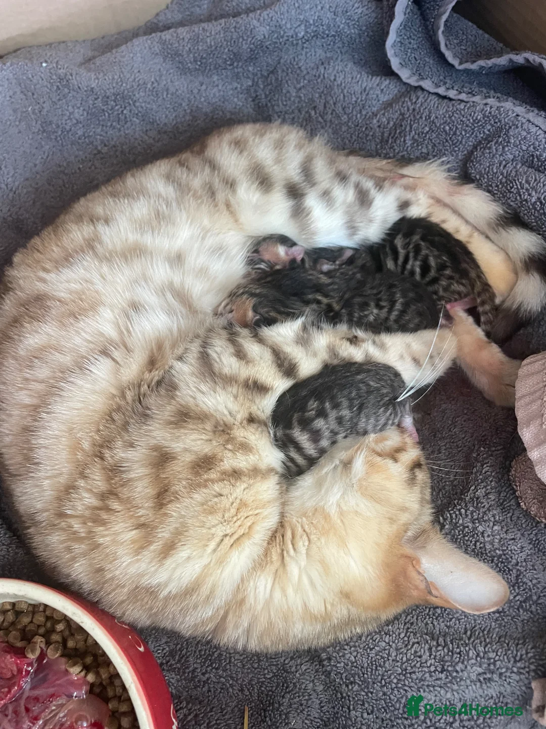Mixed Breed cats for sale: Bengal X Scottish straight ear fluffy kittens - Advert 2