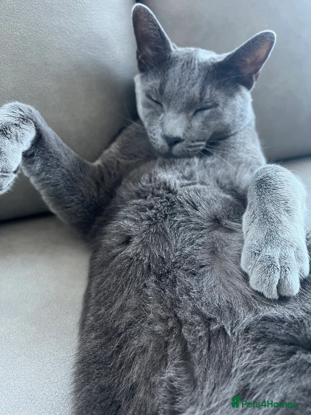 Russian Blue cats for sale: Pedigree Rusiaan Blue for Sale, Neutered - Advert 2